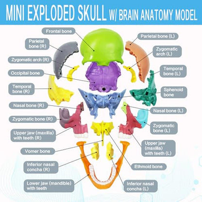 Anatomy Skull Model 15+5 Parts Human Color Exploded Skull Detachable