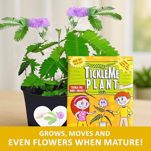 TickleMe Plant Seeds (2-Pack) – Touch-Sensitive Plant that Closes Leaves When Touched – Easy Indoor House Plant Seeds – Fun Educational Activity for Kids & Adults - style: 2 Seed Packets