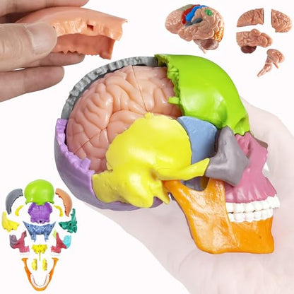 Anatomy Skull Model 15+5 Parts Human Color Exploded Skull Detachable