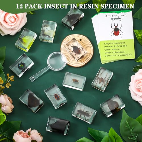 Briwooody 12 Pcs Insect in Resin Specimen, Bugs Collection, Butterfly - style: Butterfly