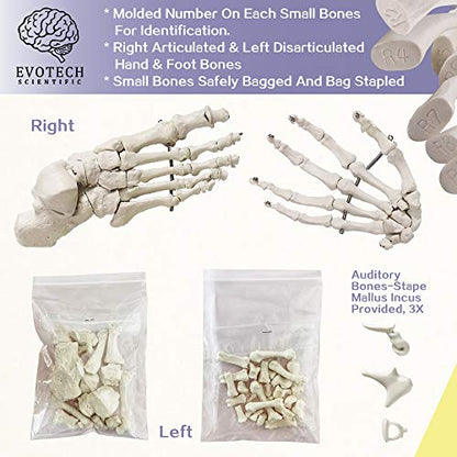 Disarticulated Human Skeleton Model for Anatomy 67 inch High, Full Size