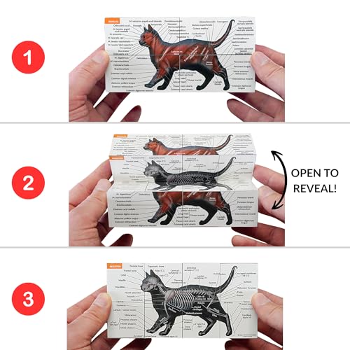 Feline Anatomy Study Cube – 3D Cat Learning Model with Muscles, Skeleton & Organs | Foldable Cat Anatomy Study Cube for Vet Students, Teachers & Animal Lovers