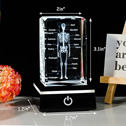 Movdyka 3D Human Skeleton Anatomy Model Doctor Psychology Graduation Gifts - color: Body