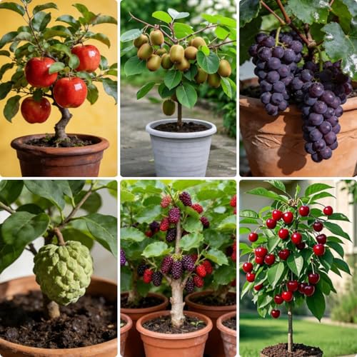 Non-GMO Fruit Seeds Assortment (430PCS) - 100 Grape, 100 Apple, 100 Kiwi, 10 Sugar Apple, 100 Mulberry, 20 Cherry Seeds, Adaptable for Pots & Gardens, Indoor Outdoor Usage