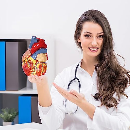 breesky Human Heart Model Anatomy, 4-Part 1:2 Anatomical Heart Model with 49 Anatomical Structures, Held Together with Magnets, Includes Mounted Display Base, Detailed Product Manual - style: 49-Numbered Anatomical Heart Model