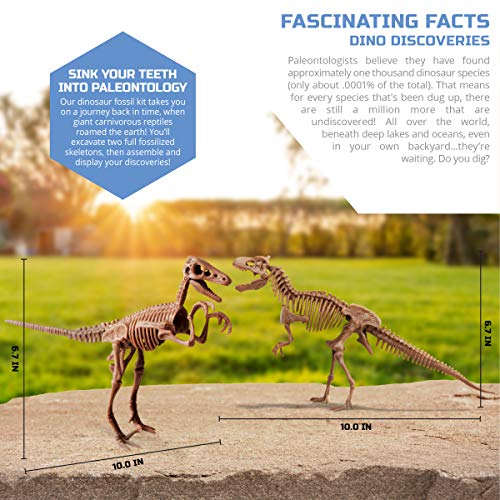 Discovery™ Dinosaur Fossil Dig Kit – Excavate & Assemble T-Rex & Velociraptor Skeletons| 3D Dino Bones Puzzles| Jurassic Paleontology Toy for Kids| STEM Science Activity Set| Girls & Boys Gift Ages 6+
