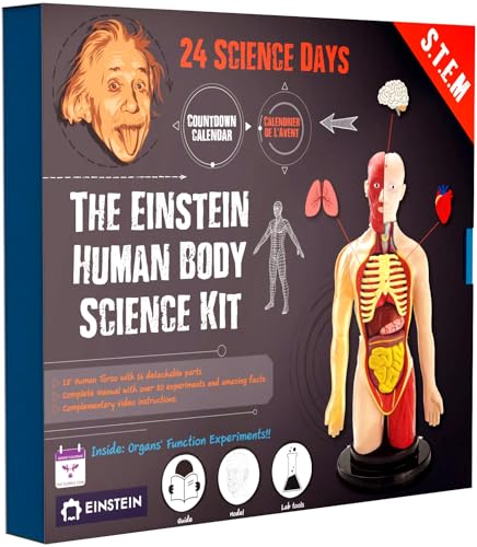 2026 Einstein Human Body Science Advent Calendar. Includes Original STEM Experiments, a 12-inch Model with 16 Detachable Organs, a Printed Guide and factbook, Plus Daily Step-by-Step Videos