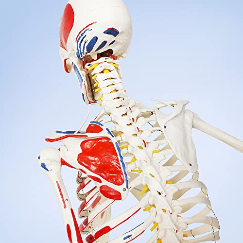 2026 New Human Skeleton Model,Anatomical Life Size Skeleton Replica