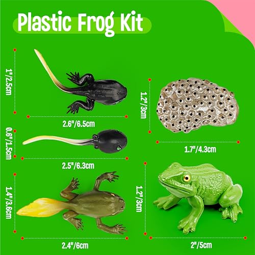15 Frog Life Circle Flashcards with 5 Plastic Figurines, Frogs Introduction Cards Plastic Insects Tadpole to Frog Kit Toy for Kids, Adults, Animal Lovers - style: Frog