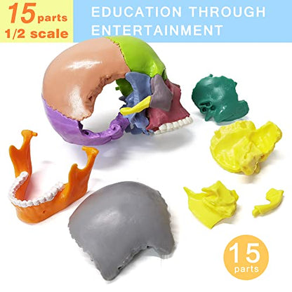 15-Part Puzzle Anatomy Skull Model,Colorful Exploded Brain Model Detachable