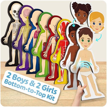 MyBODY Large Human Body Anatomy Model for Kids & Teens - Bottom-to-Top Magnetic Assembly Toy & Educational Learning Kit with Skeleton Base, 7 Puzzle Layers incl. Muscular, Digestive & Nervous Systems