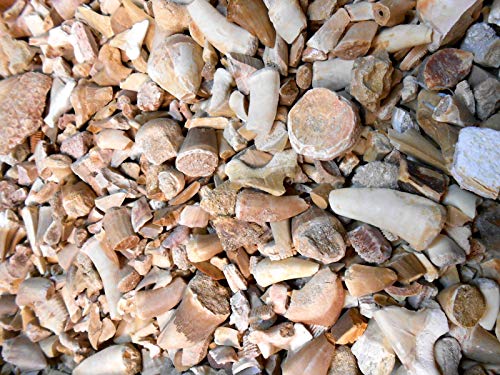 Genuine Dinosaur Era Shark, Fish, Reptile Teeth & Bone Fossils from The Phosphate Mines of Morocco, N.Africa 1/2 Lb w/Free Identification Card