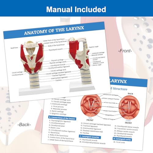 JNMFTD 3X Larynx Function Anatomy Model, Enlarged Human Pharynx Model Throat Muscle Cartilage Glottis Laryngeal Prominence Movable with Labeled Number Product Manual Card for Medical Education Study - size: 12"L x 5"W
