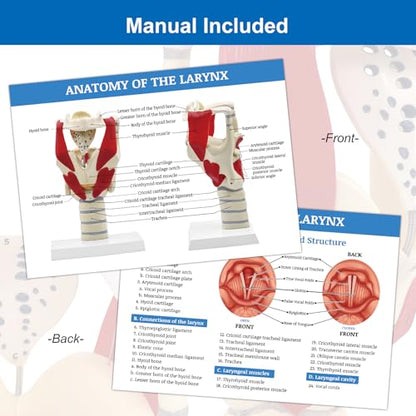 JNMFTD 3X Larynx Function Anatomy Model, Enlarged Human Pharynx Model Throat Muscle Cartilage Glottis Laryngeal Prominence Movable with Labeled Number Product Manual Card for Medical Education Study - size: 12"L x 5"W