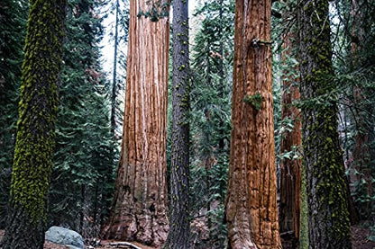 California Giant Sequoia | Tree Seed Grow Kit | The Jonsteen Company