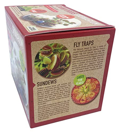 Grow Your Own Venus Fly Trap, Kids Garden Glass Terrarium Starting Kit to Sprout Flytrap and Sundew Plants, Includes Seed and Complete Terrarium Supplies for The Plant to Thrive - style: Carnivorous Growarium