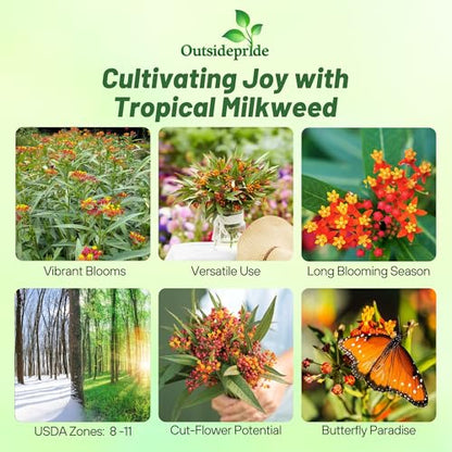 Outsidepride Tropical Milkweed Seeds - 2000 Pcs Perennial, Heat & Humid Tolerant, Pollinator-Friendly Wildflower Seeds, Ideal for Monarch Butterflies, Cut Flowers, Borders, or Meadows - size: 2000 Seeds