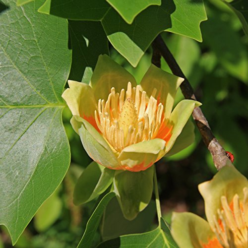 Tulip Poplar | Tree Seed Grow Kit | The Jonsteen Company
