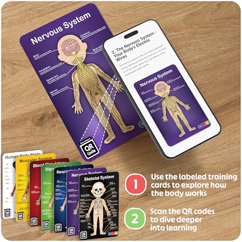 MyBODY Large Human Body Anatomy Model for Kids & Teens - Bottom-to-Top Magnetic Assembly Toy & Educational Learning Kit with Skeleton Base, 7 Puzzle Layers incl. Muscular, Digestive & Nervous Systems