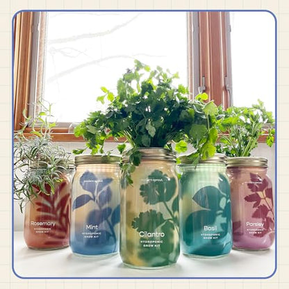 Modern Sprout Mason Garden Jar - Self-Watering Hydroponics Kit - Mint - color: Mint, size: Garden Jars
