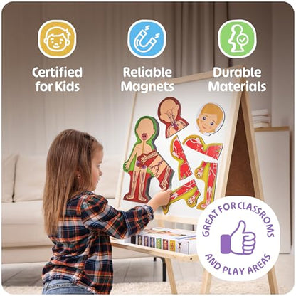 MyBODY Large Human Body Anatomy Model for Kids & Teens - Bottom-to-Top Magnetic Assembly Toy & Educational Learning Kit with Skeleton Base, 7 Puzzle Layers incl. Muscular, Digestive & Nervous Systems