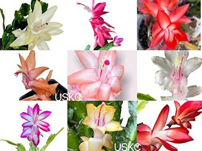 No Root Plant cuttings from USKC (Thanksgiving Cactus cuttings 4pcs Random Color) - color: Thanksgiving cactus cuttings 4pcs Random color