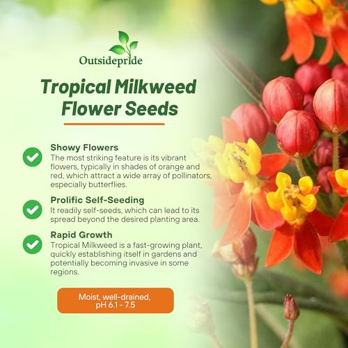 Outsidepride Tropical Milkweed Seeds - 2000 Pcs Perennial, Heat & Humid Tolerant, Pollinator-Friendly Wildflower Seeds, Ideal for Monarch Butterflies, Cut Flowers, Borders, or Meadows (Pack of 3) - size: 2000 Seeds (Pack of 3)