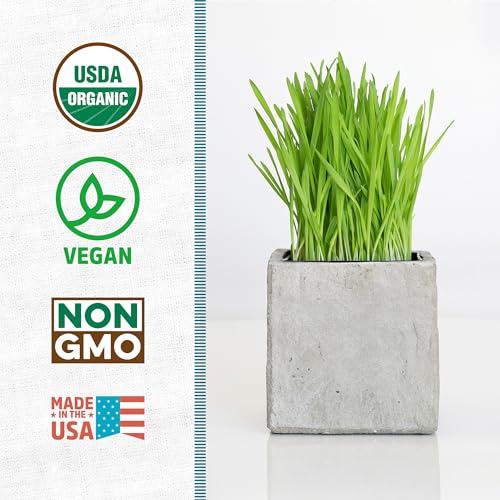 Back to the Roots 100% Organic Wheatgrass Seeds | 1 Pound Non-GMO | Nutrient Dense, Easy to Grow | Cat Grass Planter Seeds - color: Wheatgrass 1lb