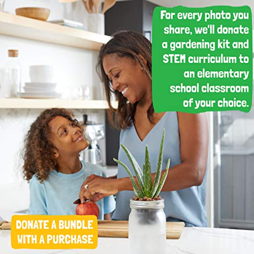 Back to the Roots Self Watering Grow Kit - Glass Hydroponic Planters for Succulents and Cacti Self-Watering System (Pack of 3) - size: 1 Count (Pack of 3), style: Self-Watering Succulent Kit