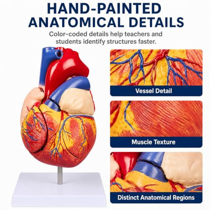 2X Enlarged Anatomical Heart Model, 4-Part, 49 Structures - size: 2X Enlarged 49 Anatomical Structures Model