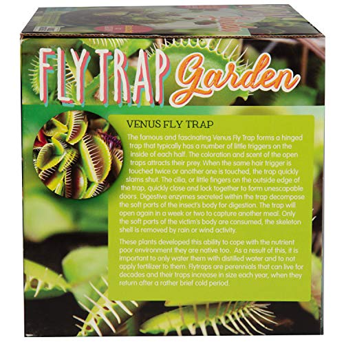 Carnivorous Fly Trap Glass Terrarium Garden Kit by Unique Gardener, Plant Terrarium Starter Supplies for Indoor Gardening - Watch Jaws Snap Shut - Easy & Fun Flytrap Planting Lasts for Years! - style: Venus Flytrap