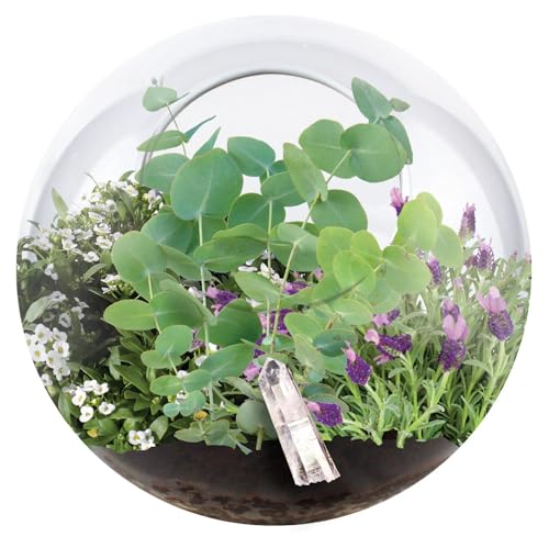Grow Your Own Terrarium by Unique Gardener - Quick Blooms, Easy Care - Perfect for Home or Office! (Crystal Glass Garden) - style: Crystal Glass Garden