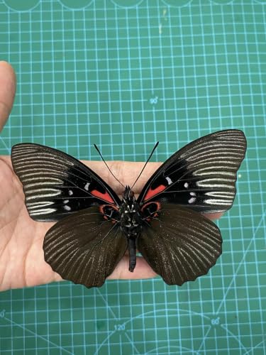 Real Sasakia Funebris Black Empress Butterfly Unmounted Taxidermy BU-134 - color: 1 Butterfly #134