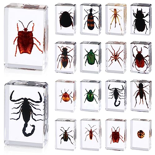 16 Pcs Insect in Resin Specimen Butterfly Bugs Collection Paperweights，16 Styles Real Bug Specimen Bug Kit Preserved in Resin for Scientific Educational Display Supplies (Insect)