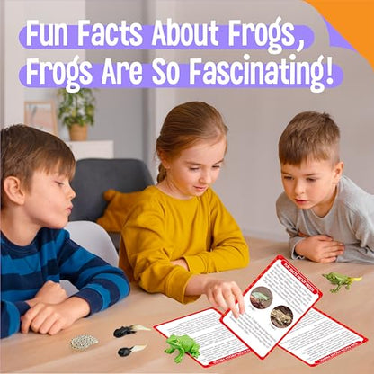 15 Frog Life Circle Flashcards with 5 Plastic Figurines, Frogs Introduction Cards Plastic Insects Tadpole to Frog Kit Toy for Kids, Adults, Animal Lovers - style: Frog