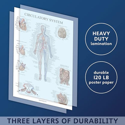 Palace Learning 2 Pack - Circulatory System & Heart Anatomy Posters - Set of 2 Anatomical Charts - Laminated 18" x 24"