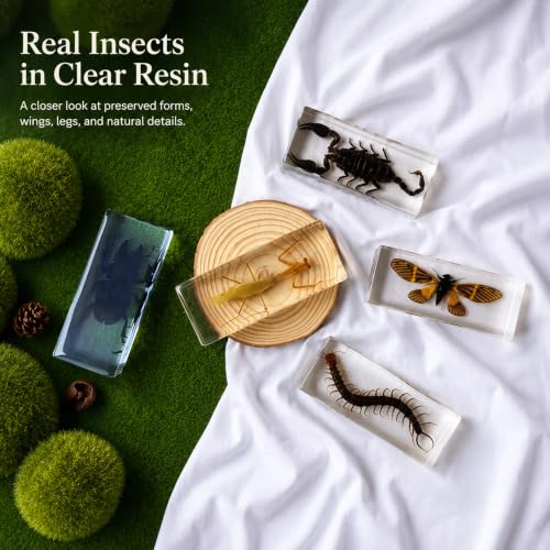 Real Insect Specimen,Taxidermy Cicada Specimen in Resin Display - color: Cicada Specimen