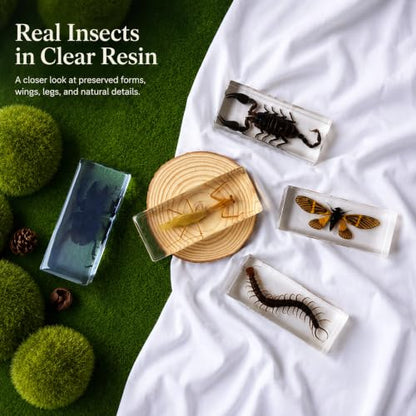 Real Insect Specimen,Taxidermy Cicada Specimen in Resin Display - color: Cicada Specimen