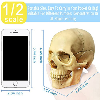 Anatomy Exploded Human Skull Model,Medical Model Dental Clinic