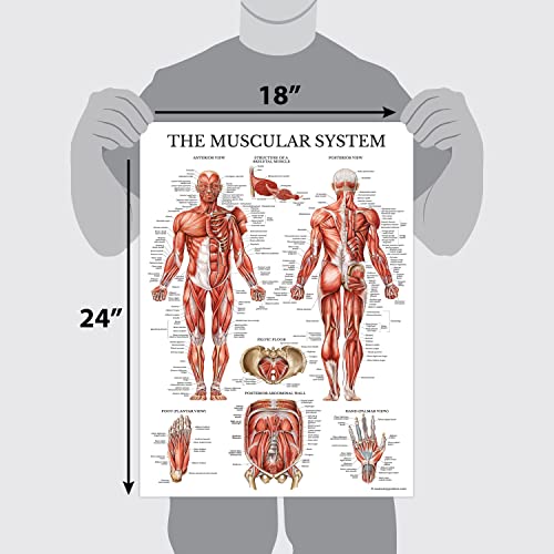 Palace Learning Muscular & Skeletal System Anatomical Poster Set - LAMINATED 2 Chart Set - Human Skeleton & Muscle Anatomy - (18" x 24") (Pack of 2) - color: LAMINATED, size: 18" x 24" (Pack of 2)