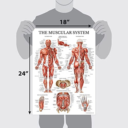 Palace Learning Muscular & Skeletal System Anatomical Poster Set - LAMINATED 2 Chart Set - Human Skeleton & Muscle Anatomy - (18" x 24") (Pack of 2) - color: LAMINATED, size: 18" x 24" (Pack of 2)