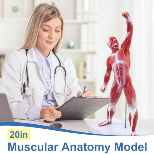 qzzXoq Human Muscle Anatomy Model, 20in Mini Muscular Anatomical Model Full Color Body Muscles System Models Human Anatomy Figure for Medical Education and Training
