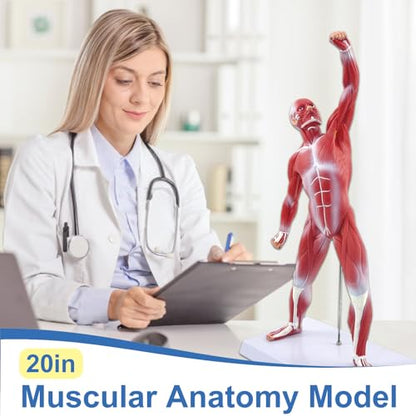 qzzXoq Human Muscle Anatomy Model, 20in Mini Muscular Anatomical Model Full Color Body Muscles System Models Human Anatomy Figure for Medical Education and Training