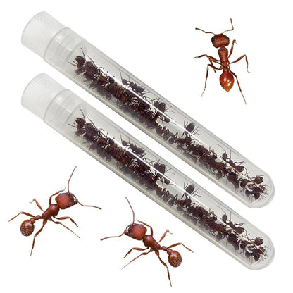 Insect Lore Ant Hill - Ant Habitat with Voucher to Redeem Live Western Harvester Ants - STEM Learning and Education Project for Classrooms or Homeschool