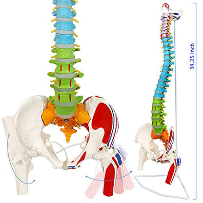 NEW HORIZON Scientific 34" Life Size Spinal Cord Model With Vertebrae, Nerves, Arteries, Lumbar Column, and Male Pelvis - Includes Stand (Good After-Sales)