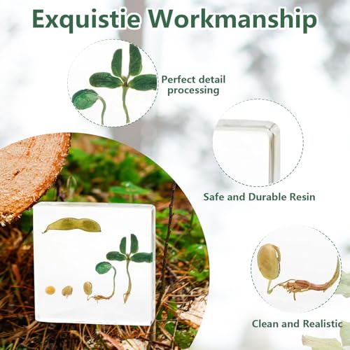 Real Bean Plant Life Cycle Specimen in Resin, Lifecycle of Bean Germination - size: Lifecycle Bean