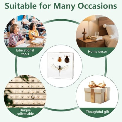 Lifecycle of Dragonfly in Resin, Real Dragonfly Specimens Block Nymph for Oddity Taxidermy Paperweight, Science Education Anatomy Model, Nature Decor Gift Mgrlfbl(Odonata) - size: Lifecycle Dragonfly