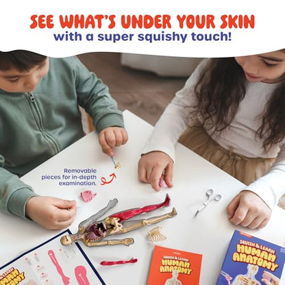 Human Anatomy Squishy Body Model - STEM Science Kits for Kids Ages 8 Years