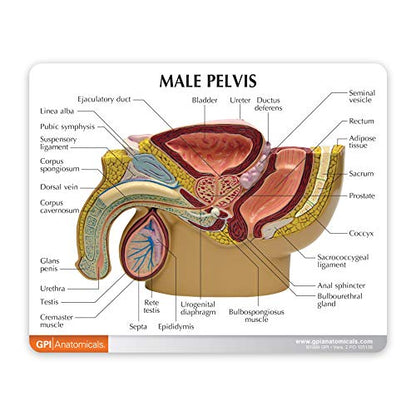 GPI Anatomicals Human Anatomy Model of Male Pelvis with 3D Prostate Frame - style: Male Pelvis with 3D Prostate Frame