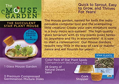 Grow Your Own Succulent Star Plant Mouse with Our Glass Terrarium Starter Kit - Fun and Easy to Grow with Complete Supplies - Plant A Mouse Garden that Will Last for Years - Great for Home Or Office